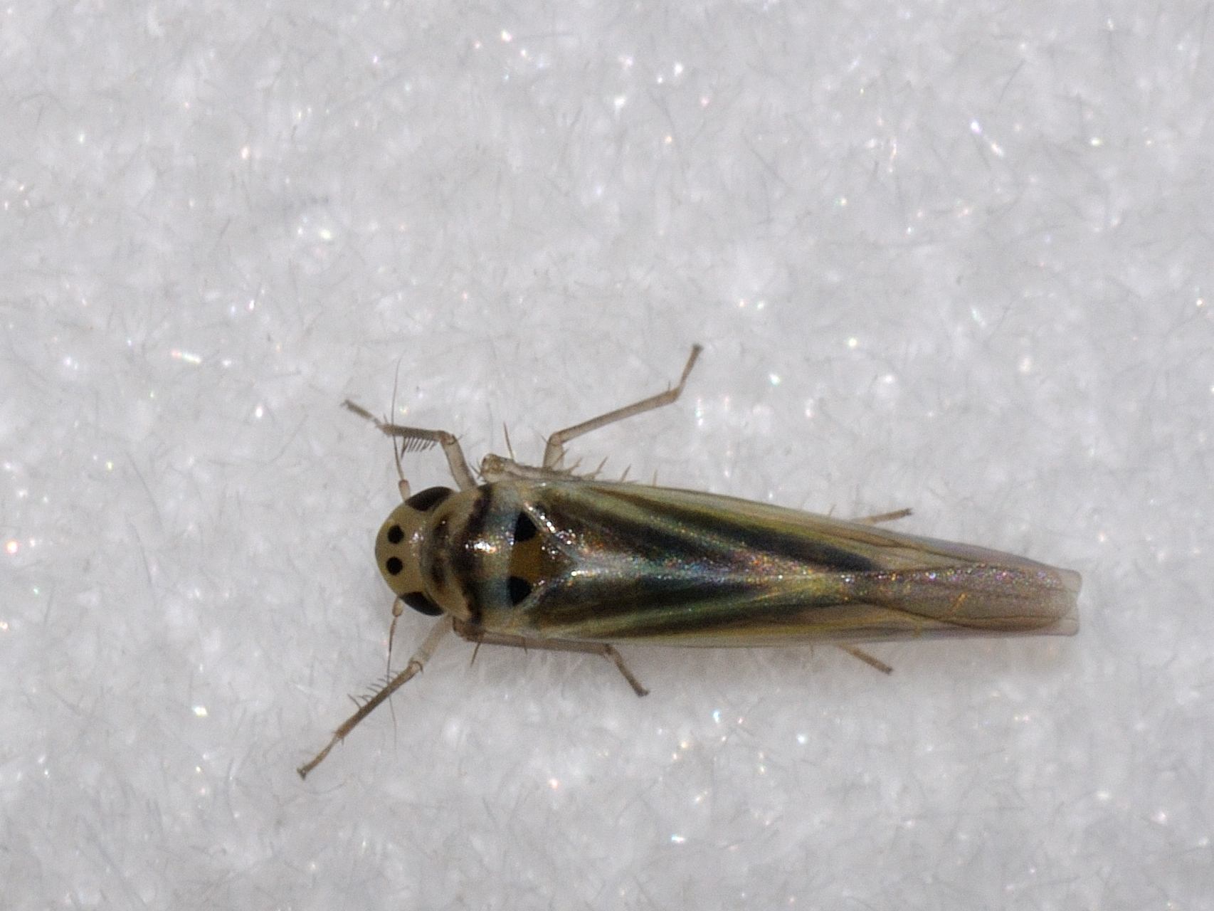 ID Cicadellidae N.3